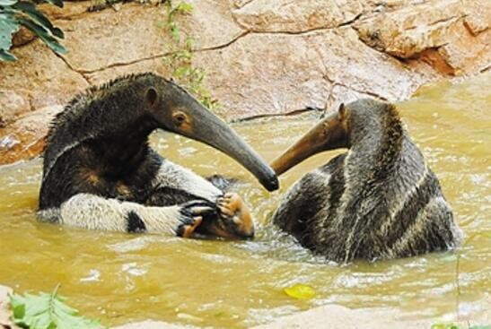 ʳ��������峤���� ����ʳ���޷ֱ��ʲô����