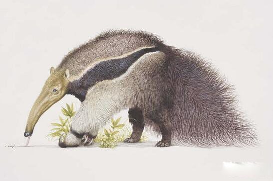 ʳ��������峤���� ����ʳ���޷ֱ��ʲô����