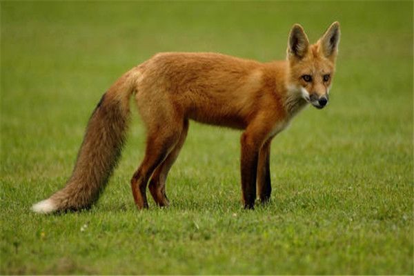 ��������ɺ��ư����� ������Щ���ɵ������¸��ǲ���