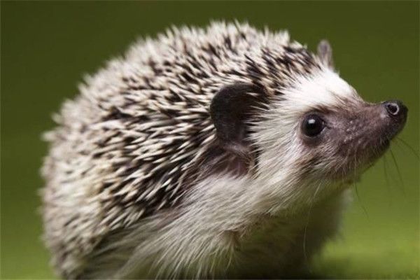 ��������ɺ��ư����� ������Щ���ɵ������¸��ǲ���