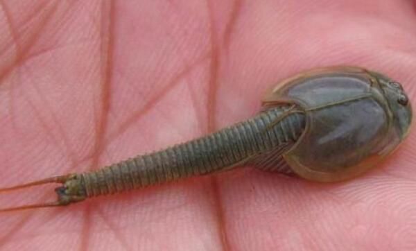 ���ۿ���Ϻ����Ǯһֻ ���Ե����������۸�һ����50Ԫ100��