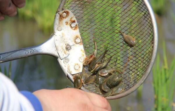 ���ۿ���Ϻ����Ǯһֻ ���Ե����������۸�һ����50Ԫ100��