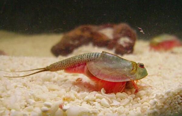 ���ۿ���Ϻ����Ǯһֻ ���Ե����������۸�һ����50Ԫ100��