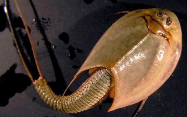 ���ۿ���Ϻ����Ǯһֻ ���Ե����������۸�һ����50Ԫ100��