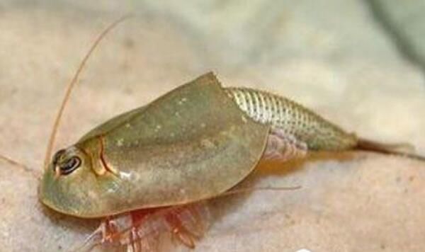 ���ۿ���Ϻ����Ǯһֻ ���Ե����������۸�һ����50Ԫ100��