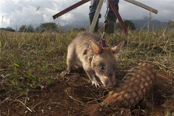 ���޾���ʲô�� ���������������ܵ�������