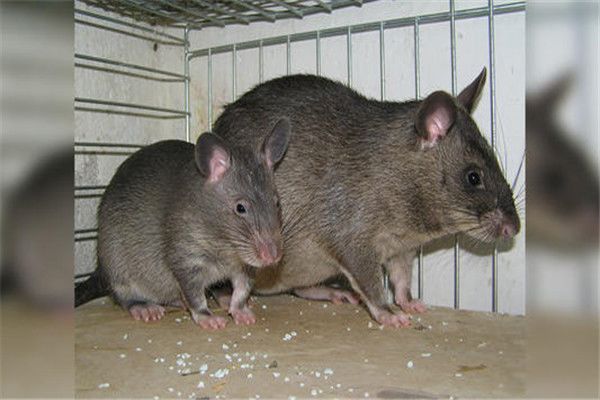 非洲巨鼠长什么样 世界上最大的老鼠能当宠物吗