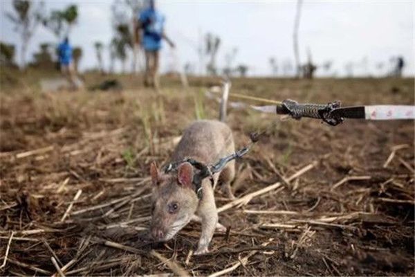 非洲巨鼠长什么样 世界上最大的老鼠能当宠物吗