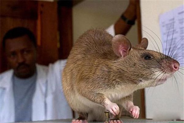非洲巨鼠长什么样 世界上最大的老鼠能当宠物吗