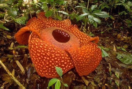 世界上真的有食人花吗 世界上最大的食人花是一种大王花