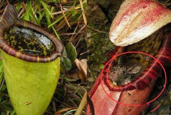 世界上真的有食人花吗 世界上最大的食人花是一种大王花