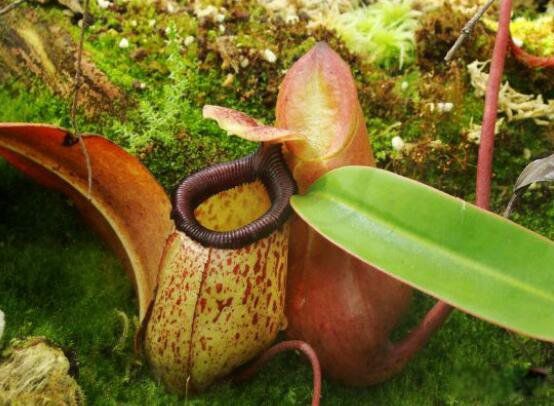 世界上真的有食人花吗 世界上最大的食人花是一种大王花