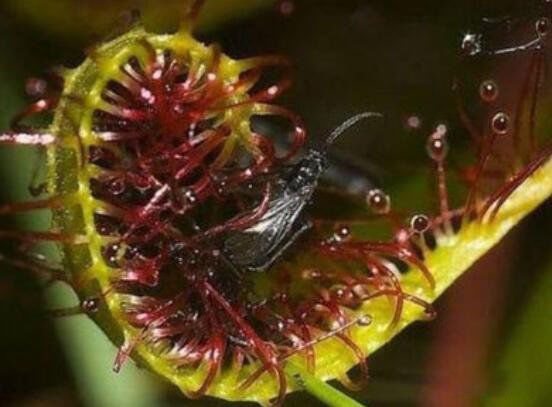 世界上真的有食人花吗 世界上最大的食人花是一种大王花