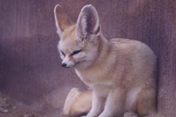 �ع�������ʵ�Ķ����� ���������ᵽ�Ľ�ɫ���鹹��