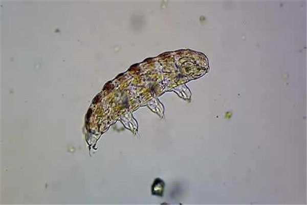 ˮ�ܳ���һ��С��ˮ������,�ֳƻ������� ��