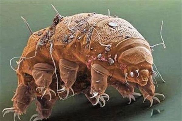 ˮ�ܳ���һ��С��ˮ������,�ֳƻ������� ��������ǿ��ˮ�ܳ���