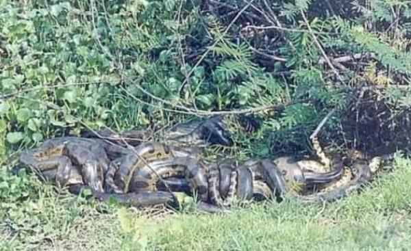 �������ж೤�������� ȫ����������ʲô�ߺ�ͼƬ?