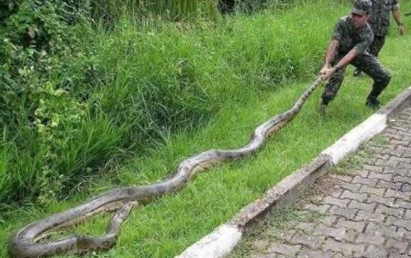 �������ж೤�������� ȫ����������ʲô�ߺ�ͼƬ?