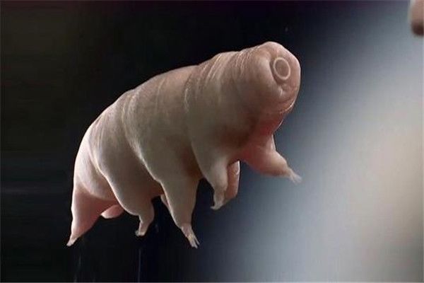 ˮ�ܳ���һ��С��ˮ������,�ֳƻ������� ��������ǿ��ˮ�ܳ���