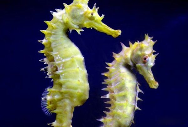 ���ﷱֳ�ķ�ʽ���ļ��� ��֪����Щ��������ֳⷱ��ʽ�����˵��