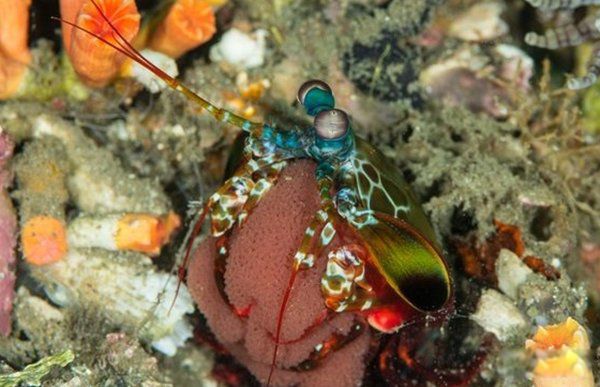 ���ﷱֳ�ķ�ʽ���ļ��� ��֪����Щ��������ֳⷱ��ʽ�����˵��