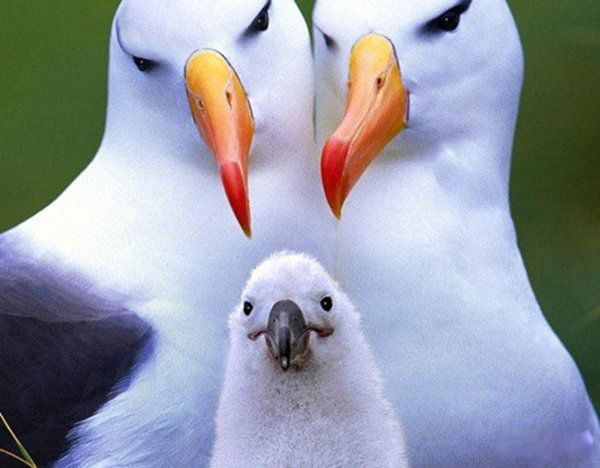 ���ﷱֳ�ķ�ʽ���ļ��� ��֪����Щ��������ֳⷱ��ʽ�����˵��