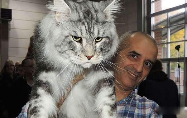 ����è��ʲôƷ�� Ŀǰ����������è��������è