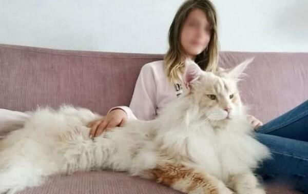 ����è��ʲôƷ�� Ŀǰ����������è��������è