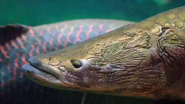 ���ĵ�ˮ������ǰʮ �׾�����������24Ӣ�����س���3500��