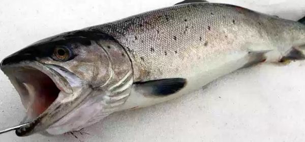 ���ĵ�ˮ������ǰʮ �׾�����������24Ӣ�����س���3500��