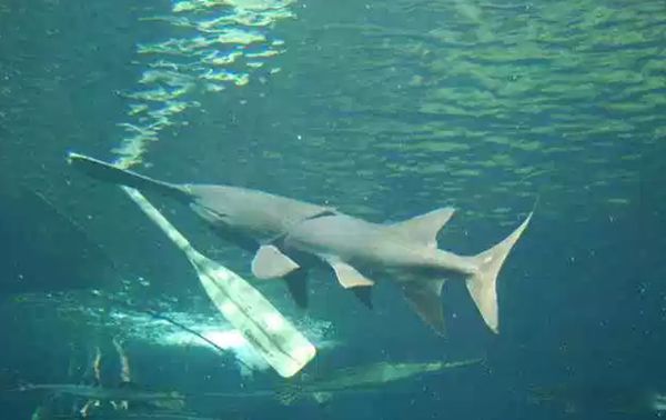 ���ĵ�ˮ������ǰʮ �׾�����������24Ӣ�����س���3500��