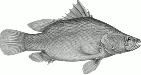 ���ĵ�ˮ������ǰʮ �׾�����������24Ӣ�����س���3500��