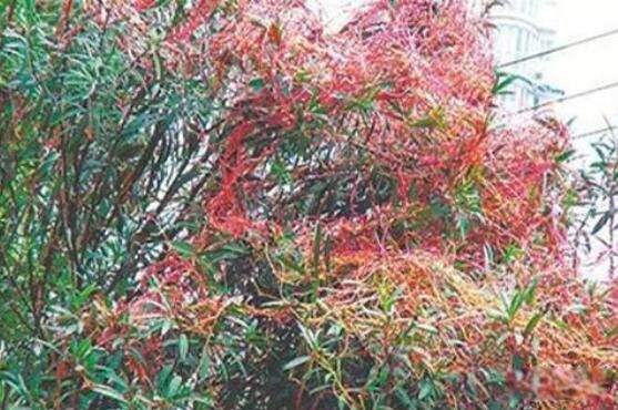 吸血树真的存在吗 阿富汗的吸血树是什么树