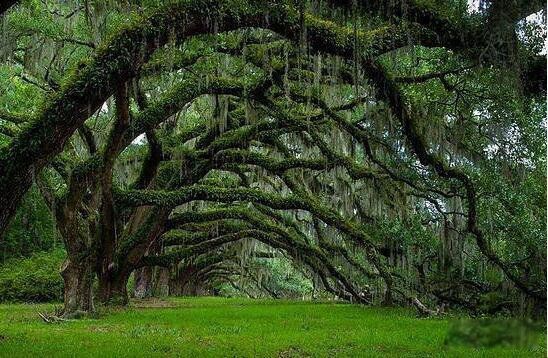 ��Ѫ����Ĵ����� ����������Ѫ����ʲô��