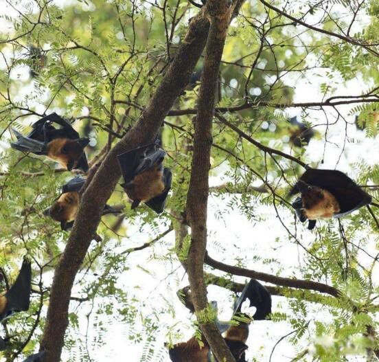 ��Ѫ����Ĵ����� ����������Ѫ����ʲô��