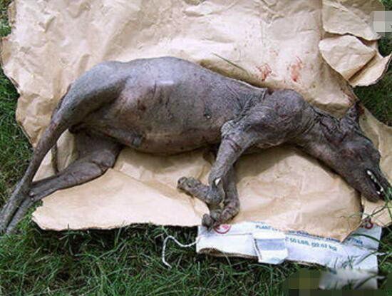 ��Ѫ����Ĵ����� ����������Ѫ����ʲô��