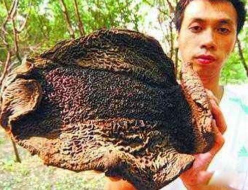 ��Ѫ����Ĵ����� ����������Ѫ����ʲô��