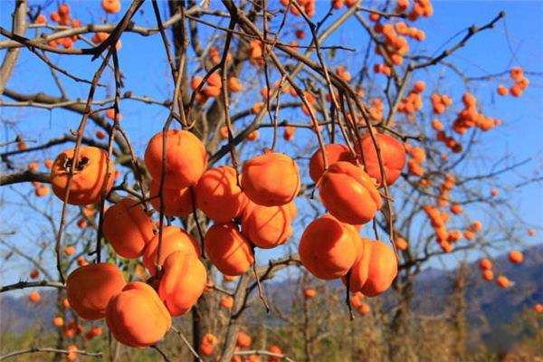 孕妇禁吃水果一览表 怀孕1一3月禁吃的十大水果不宜多吃