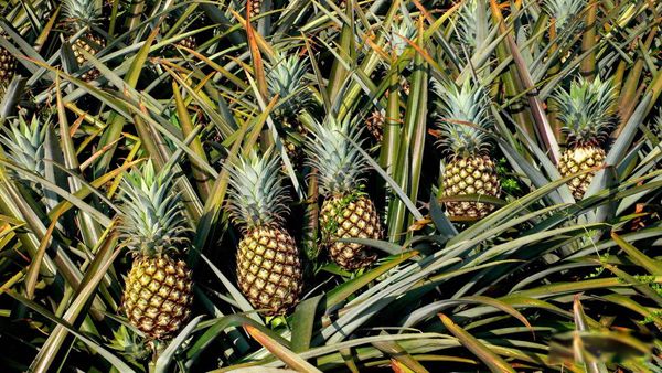 孕妇禁吃水果一览表 怀孕1一3月禁吃的十大水果不宜多吃