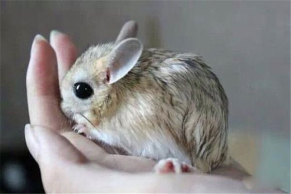 ��ֺ��­����ͼƬ�ж�С ��Ҫ�ֲ����½�����С��ʲô�̶�