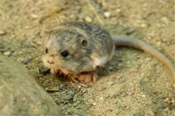 ��ֺ��­����ͼƬ�ж�С ��Ҫ�ֲ����½�����С��ʲô�̶�