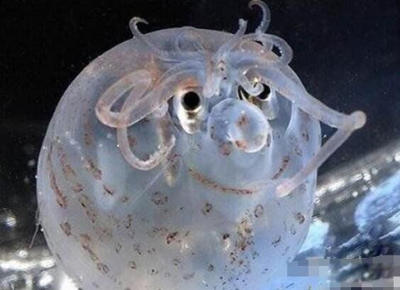 С������ͼƬ��ʲô�� �ᷢ�ⳤ�÷ǳ��ɰ�