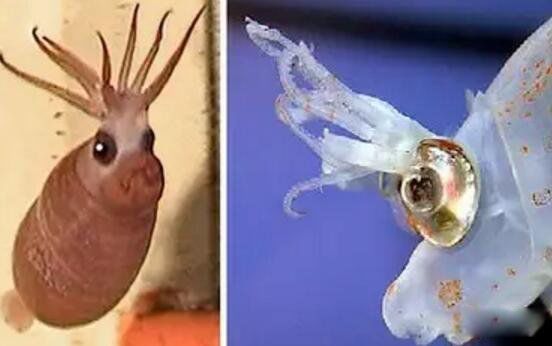 С������ͼƬ��ʲô�� �ᷢ�ⳤ�÷ǳ��ɰ�