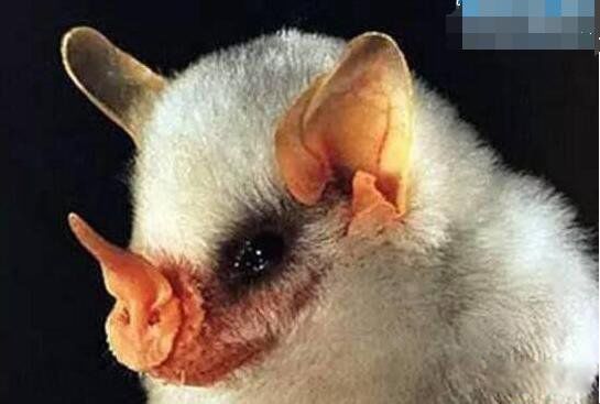 С������ͼƬ��ʲô�� �ᷢ�ⳤ�÷ǳ��ɰ�