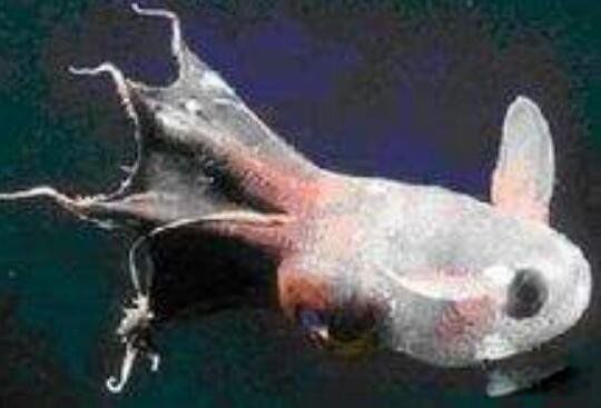 С������ͼƬ��ʲô�� �ᷢ�ⳤ�÷ǳ��ɰ�