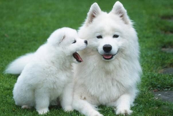 smiledogjpg微笑狗的照片 恐怖原图为什么吓人呢