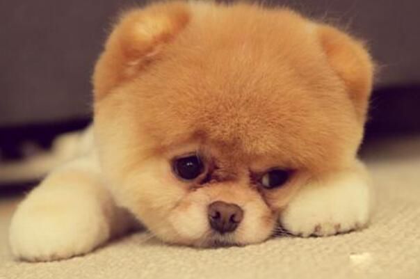 smiledogjpg微笑狗的照片 恐怖原图为什么吓人呢