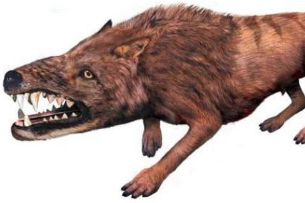 ��������ȳ�ʲô����ͼƬ����ͼ ����½�����������