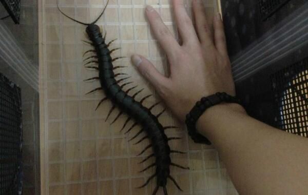 ��������ж��ͼƬ ��������˹��������ܳ������