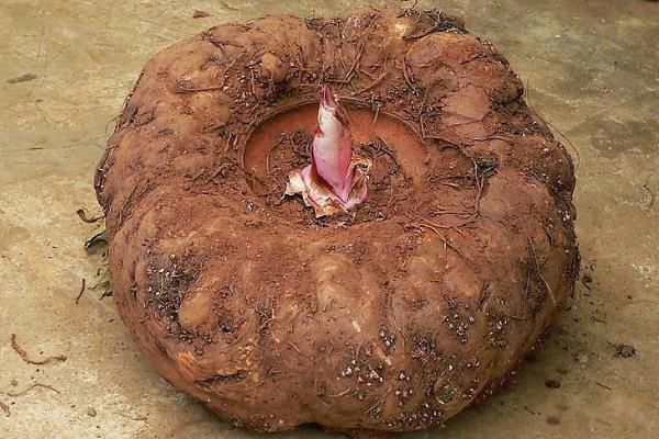 �X�m��ʲôֲ��ɶ��˼ ������ħ�������������µĺ���